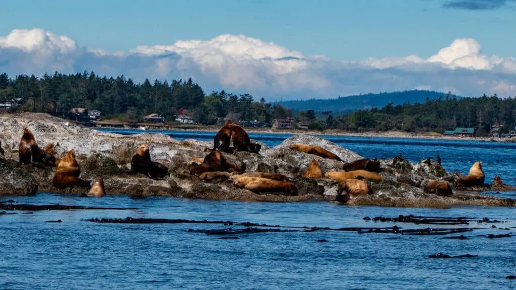 Several steller sea lions sunning themselves on a rocky island