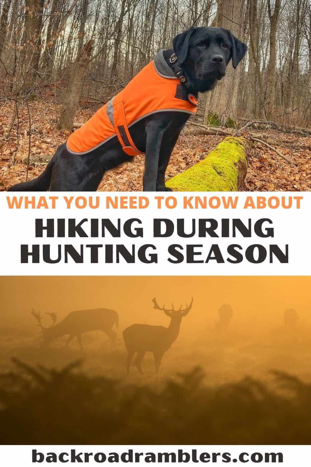 A collage of photos - one is of a black lab wearing an orange vest. The other is of several deer in a field during the sunset. Text overlay - What you need to know about hiking during hunting season.