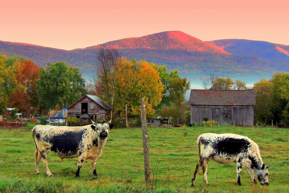 Two Randall's cattle grazing in the Vermont countryside