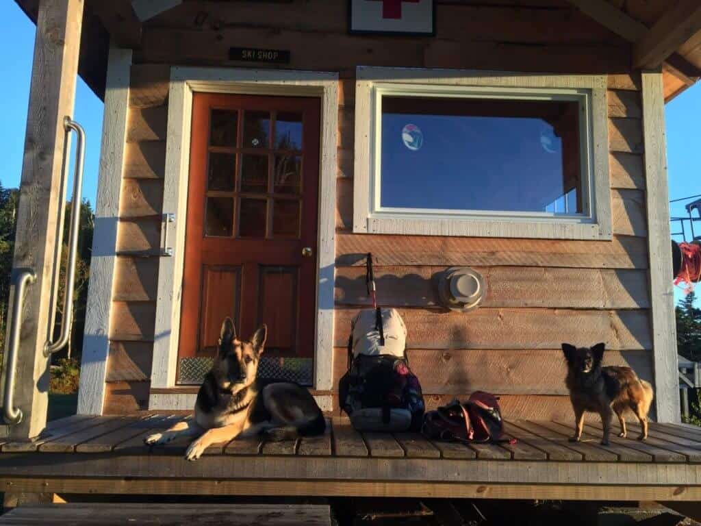 A German Shepherd and a small terrier relax on the deck of a house next to a hiking backpack.
