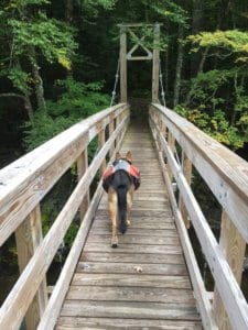 A German Shepherd wearing a backpack walks across a bridge on the Long Trail in Vermont