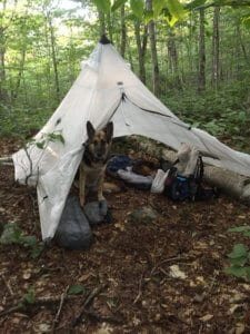 A German Shepherd lies in a small tent surrounded by gear on the Vermont Long Trail