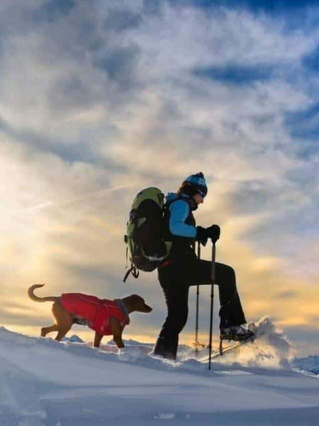 Tips for  Snowshoeing with Dogs
