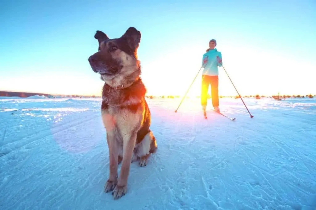 A dog sits in the snow looking into the distance while a woman on skiis looks on.