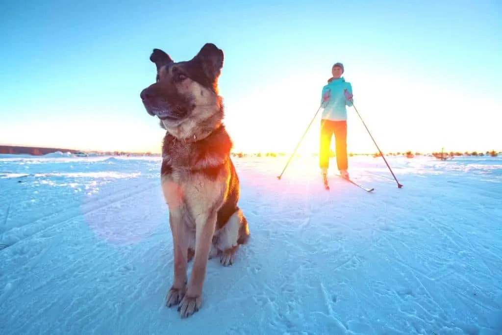 Dog with outlet snowshoes