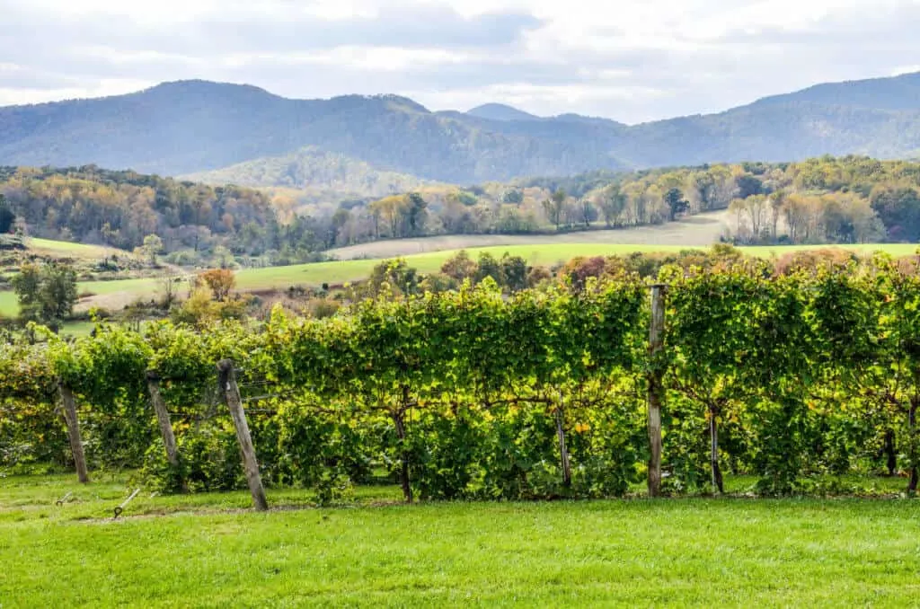 a long distance view of a Virginia vineyard.