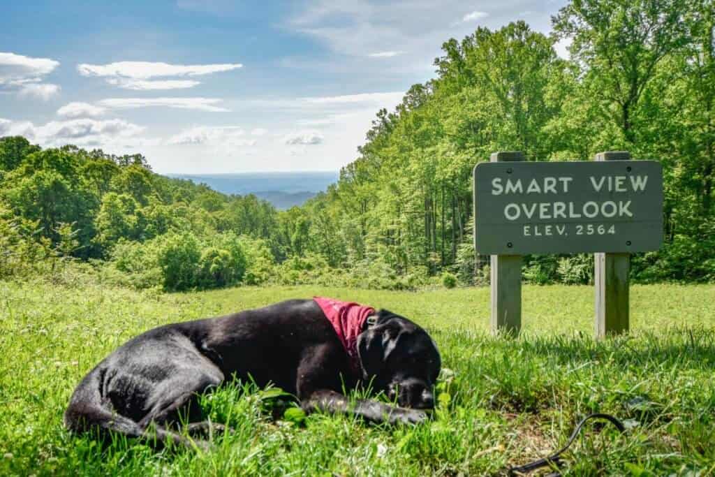 A black lab lies next to an overlook sign on the Blue Ridge Parkway