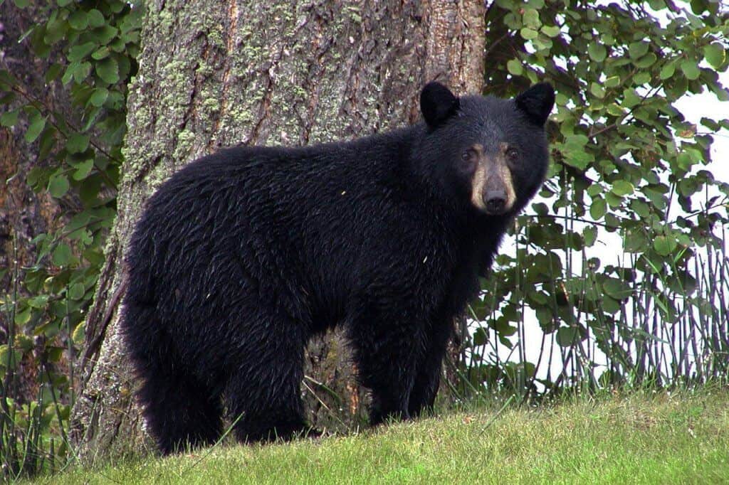 A black bear stands in front of a tree looking at the camera.