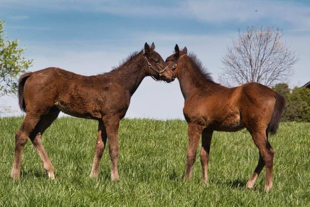 Two young foals playing on a farm in Kentucky.