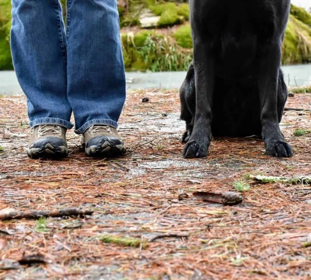 Two pairs of feet - human and dog on a trail covered with leaves.