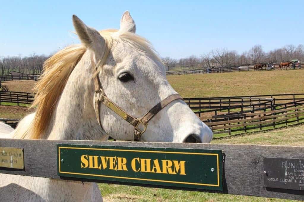 A white horse looks over a fence at Old Friends at Dream Chase Farm.