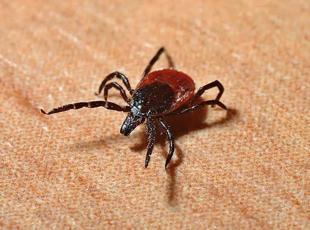 ticks that carry lyme disease