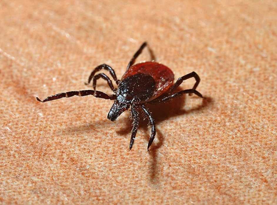 ticks that carry lyme disease ⋆ Back Road Ramblers