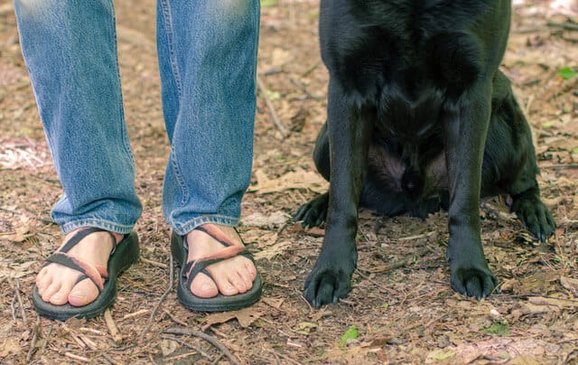 Two pairs of feet, one human - wearing a pair of Chaco sandals, and one dog - a black labrador. 