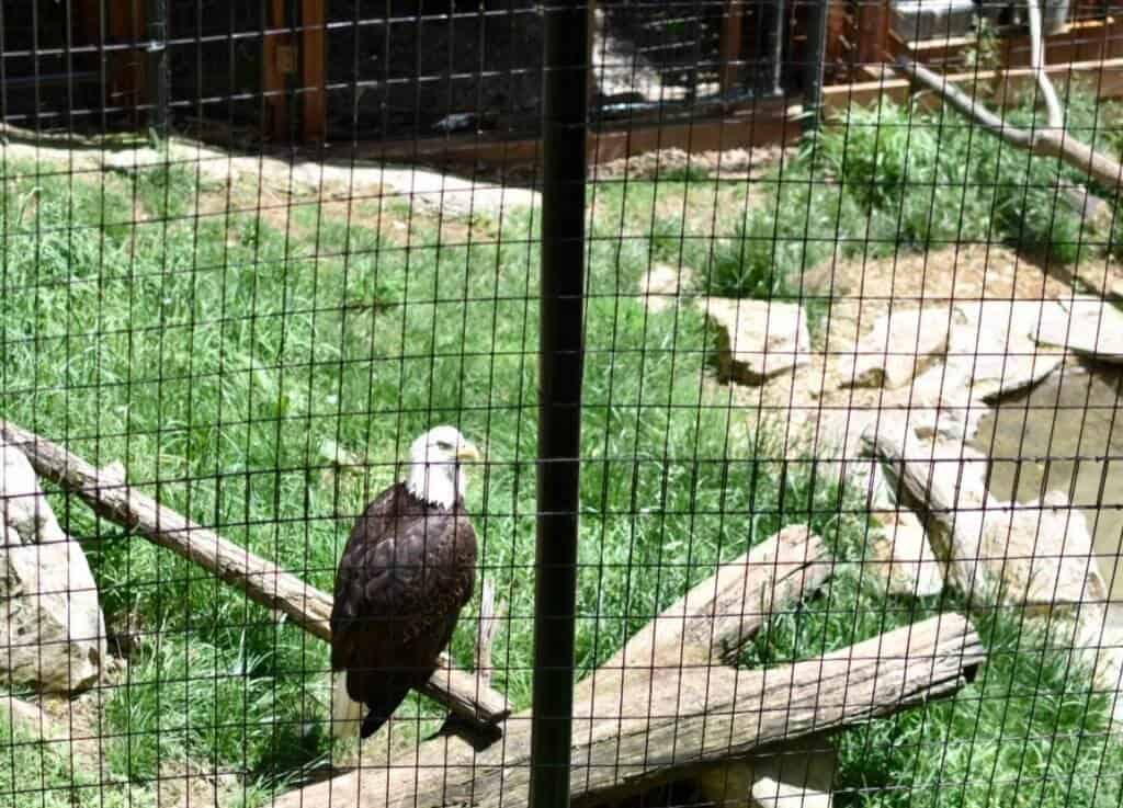 a bald eagle at the Mill Mountain Zoo in Roanoke, Virginia.
