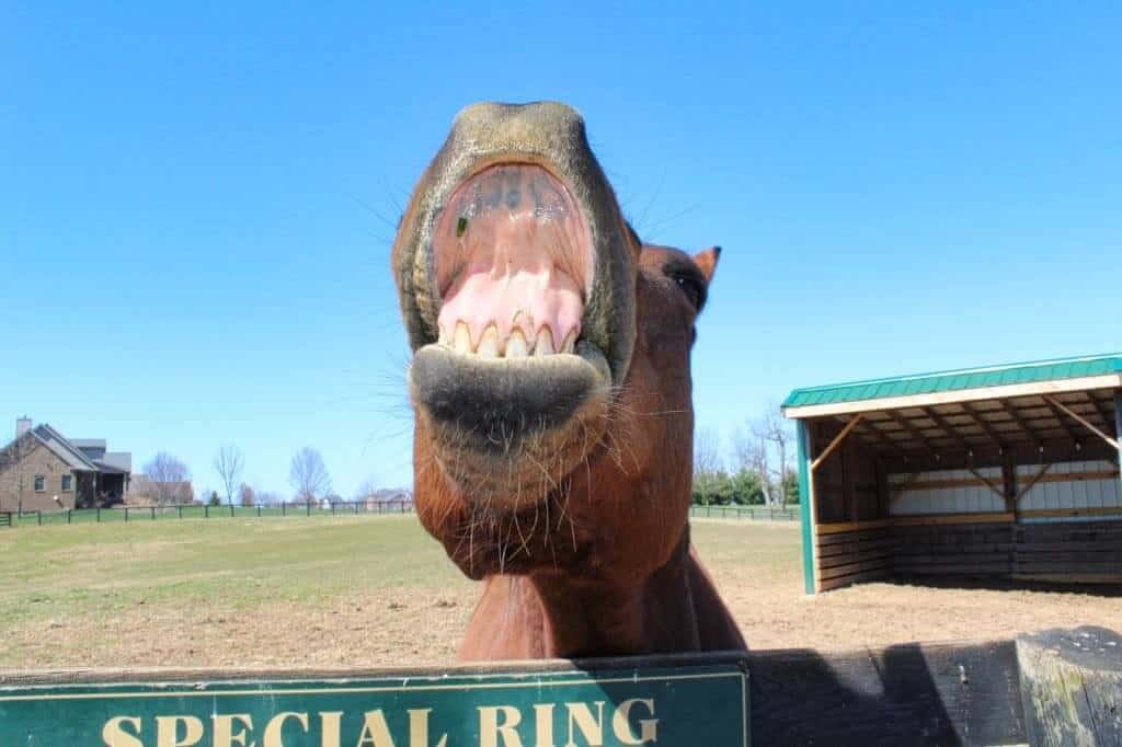 Special Ring hams it up for the camera at Old Friends at Dream Chase Farm.