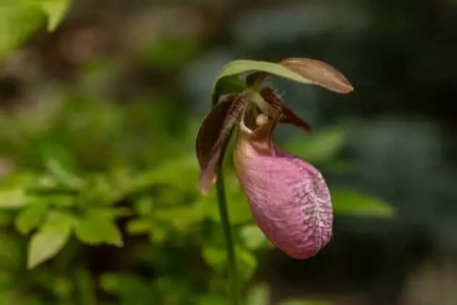 A pink lady slipper on the Bristol Ledges trail in Bristol, Vermont.
