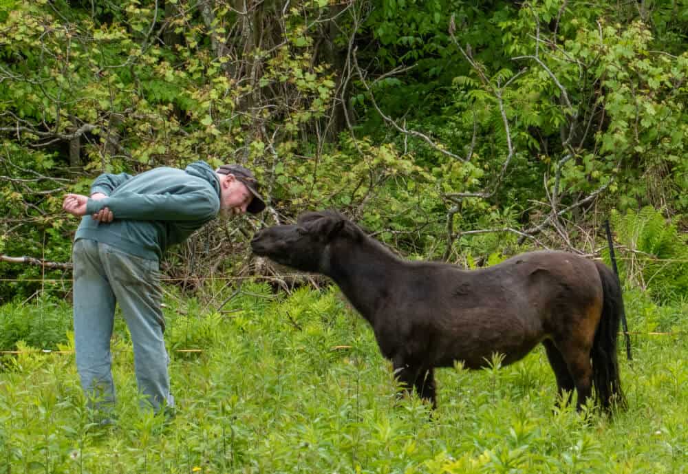 Tula, the mini horse, nuzzles one of her family members in the field.