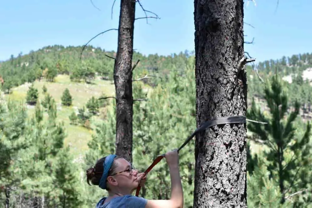 Finding the perfect tree for hammock camping.