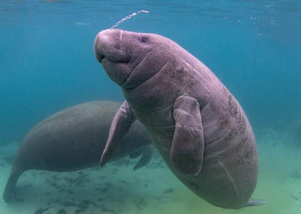 Two manatees underwater near Crystal River, Florida.