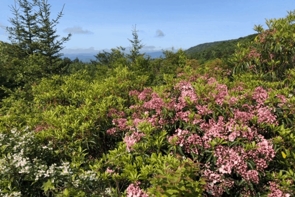 Rhododendrons in bloom in Grayson Highlands State Park.
