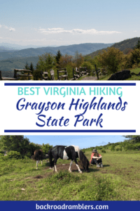 The wild ponies in Grayson Highlands State Park. Caption reads: Best Virginia Hiking - Grayson Highlands state Park.