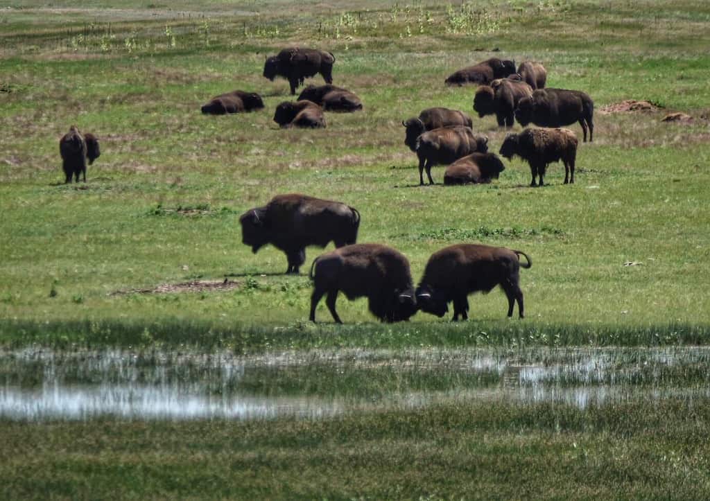 a herd of bison in Wind Cave National Park