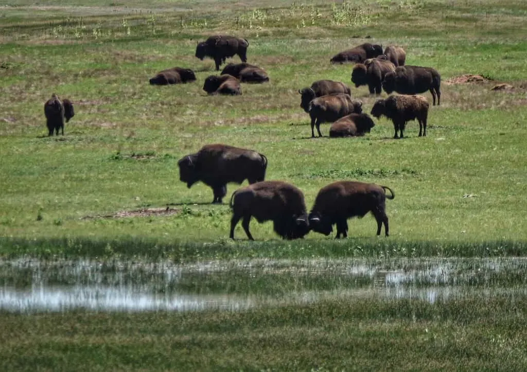 a herd of bison in Wind Cave National Park