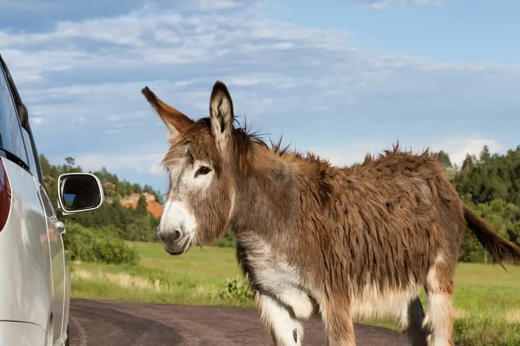 A wild burro in Custer State Park