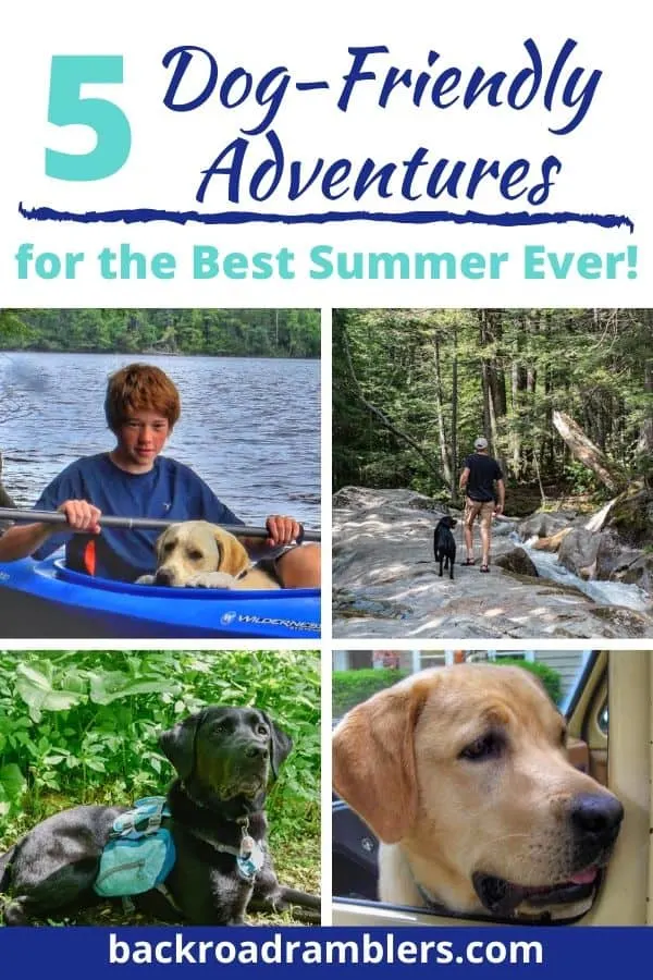 A collage of summer photos with dogs enjoying the outdoors. Caption reads: 5 Dog-Friendly Adventures for the best summer ever