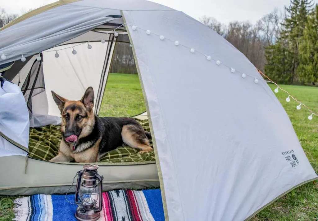 A German Shepherd dog lies inside a small tent in a field.