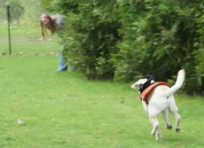 A yellow lab learns the come command in the safety of a fenced-in yard. 