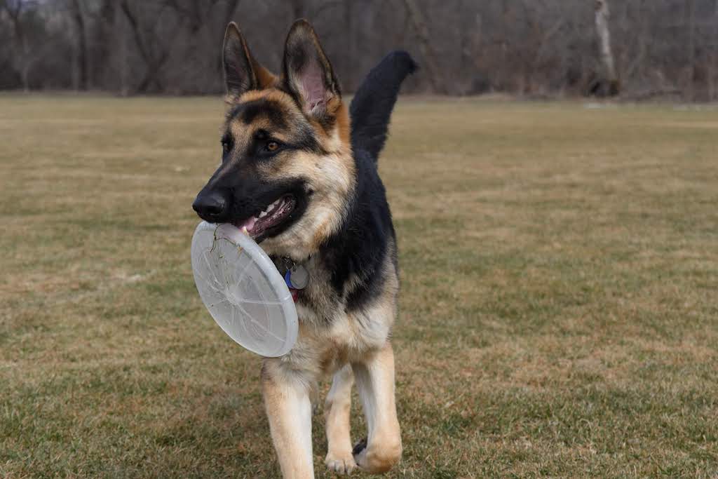 A German Shepherd holds a frisbee in a large field.