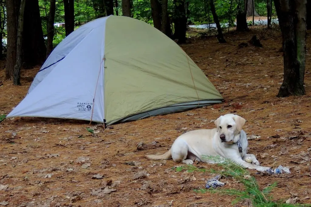 A yellow lab in front of a small tent. 