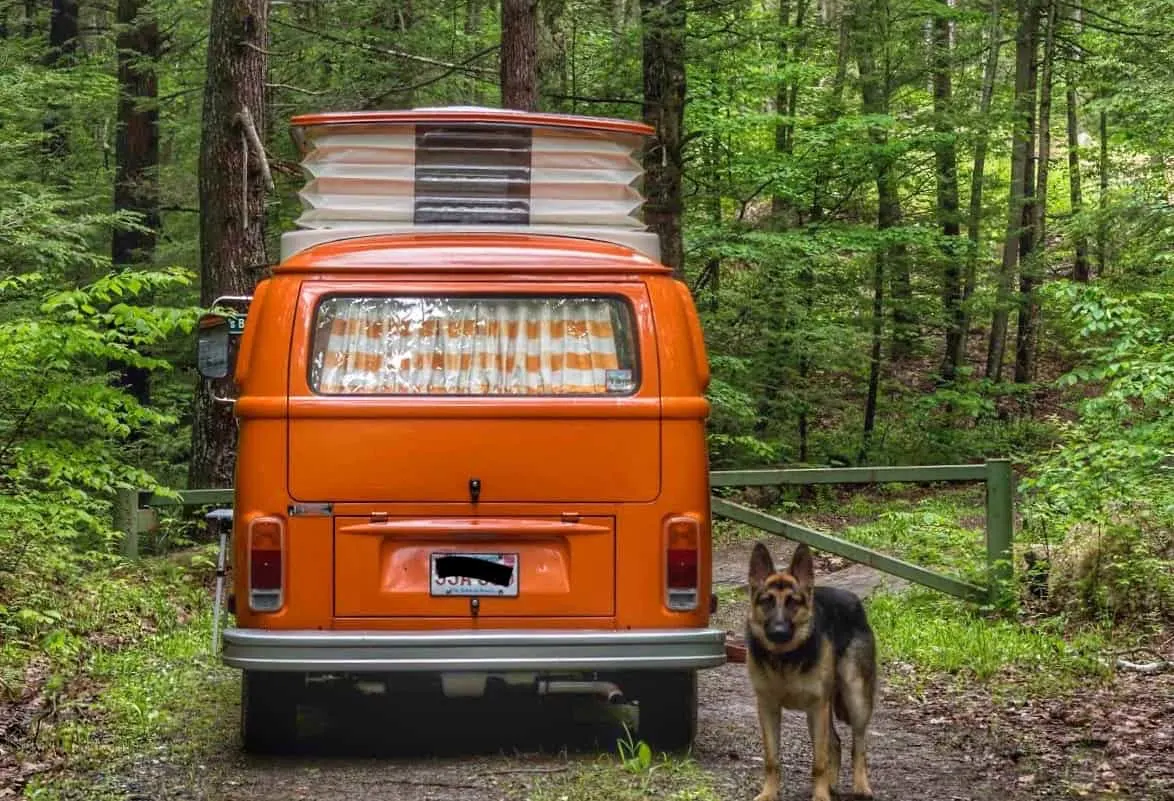 A German Shepherd dog stands next to an orange campervan.