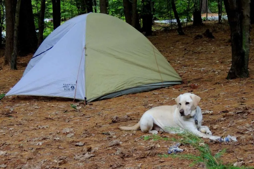 A yellow lab lies in a forest next to a small tent