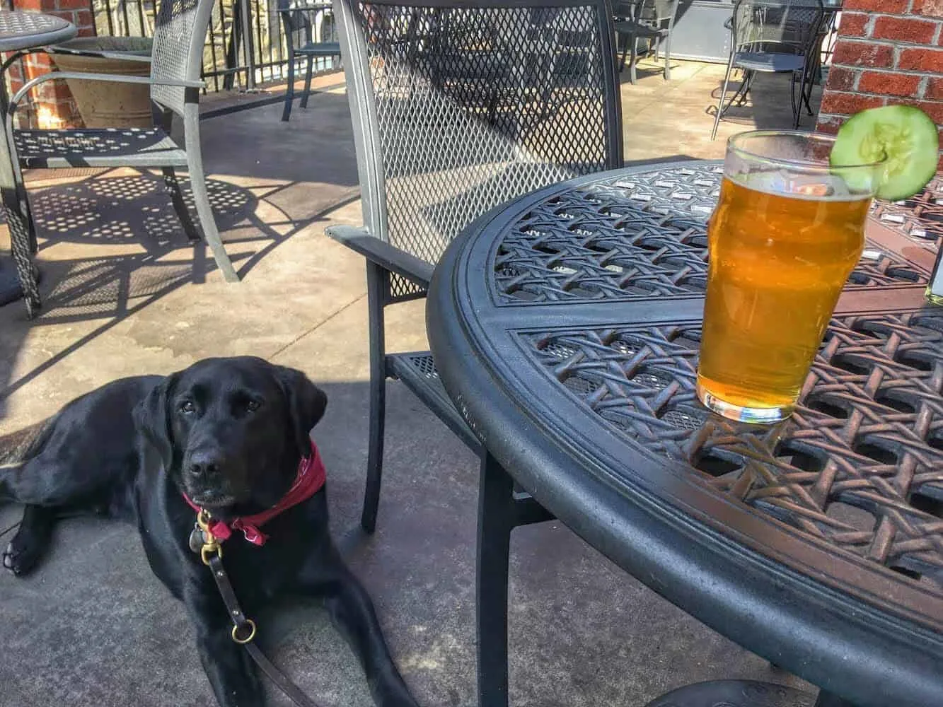 A black lab lies on the patio of a dog-friendly restaurant.