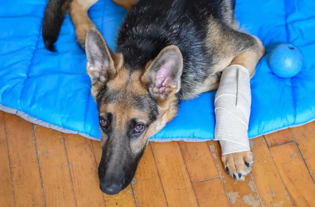 A German Shepherd lies on a camping bed with his foot wrapped in an ace bandage.