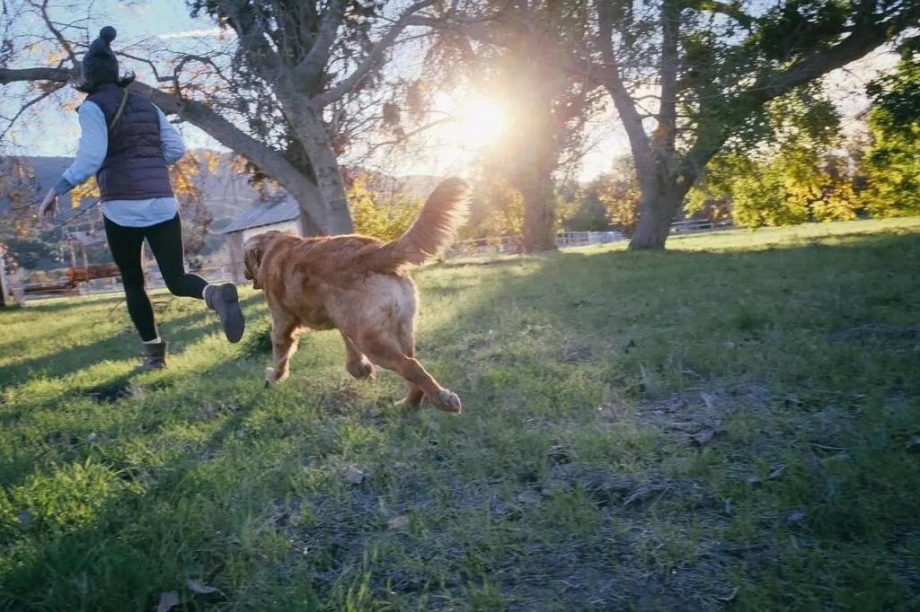 A Guide to Dog Allergies - Camping With Dogs