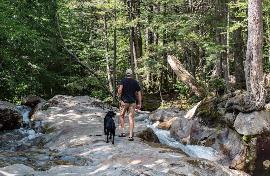 A man walks through the woods with a black lab.