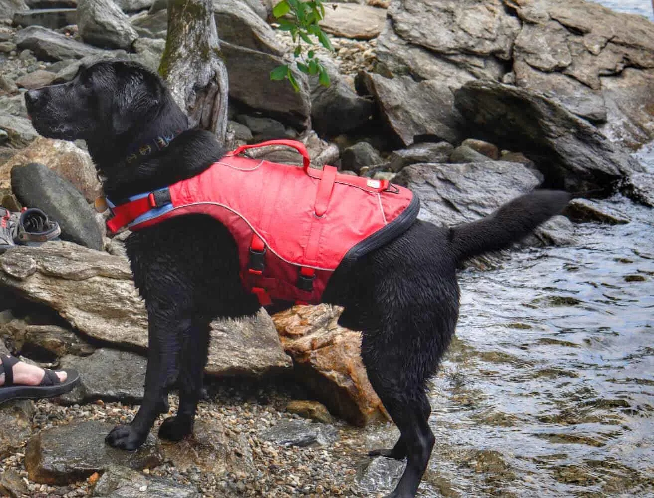 A black Labrador on the shore of a rocky lake. He is wearing a red life jacket.