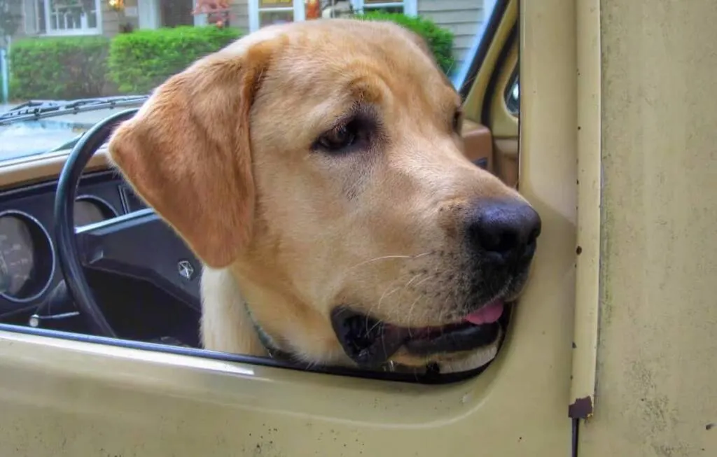 A yellow Labrador sits in the driver side of a yellow truck staring out the window.