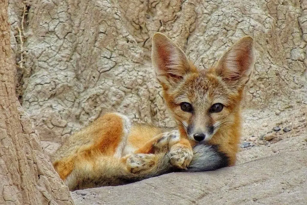 A young fox curled up and looking at the camera in Cathedral Gorge State Park in Nevada.