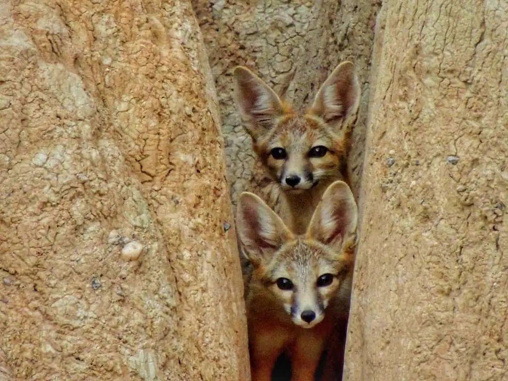 Two desert foxes stare at the camera from behind two rocks at Cathedral Gorge State Park in Nevada.