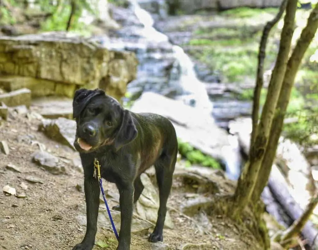 Malinda the black lab in front of a waterfall.