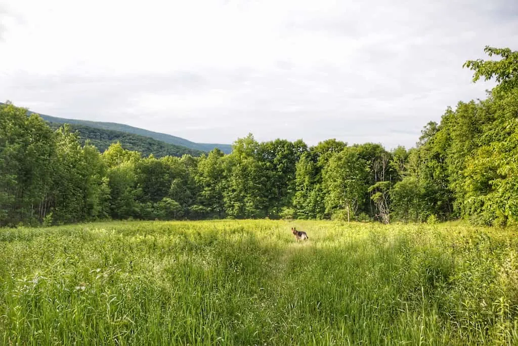 A dog stands in a meadow of tall grass at Emerald Lake State Park in Vermont.