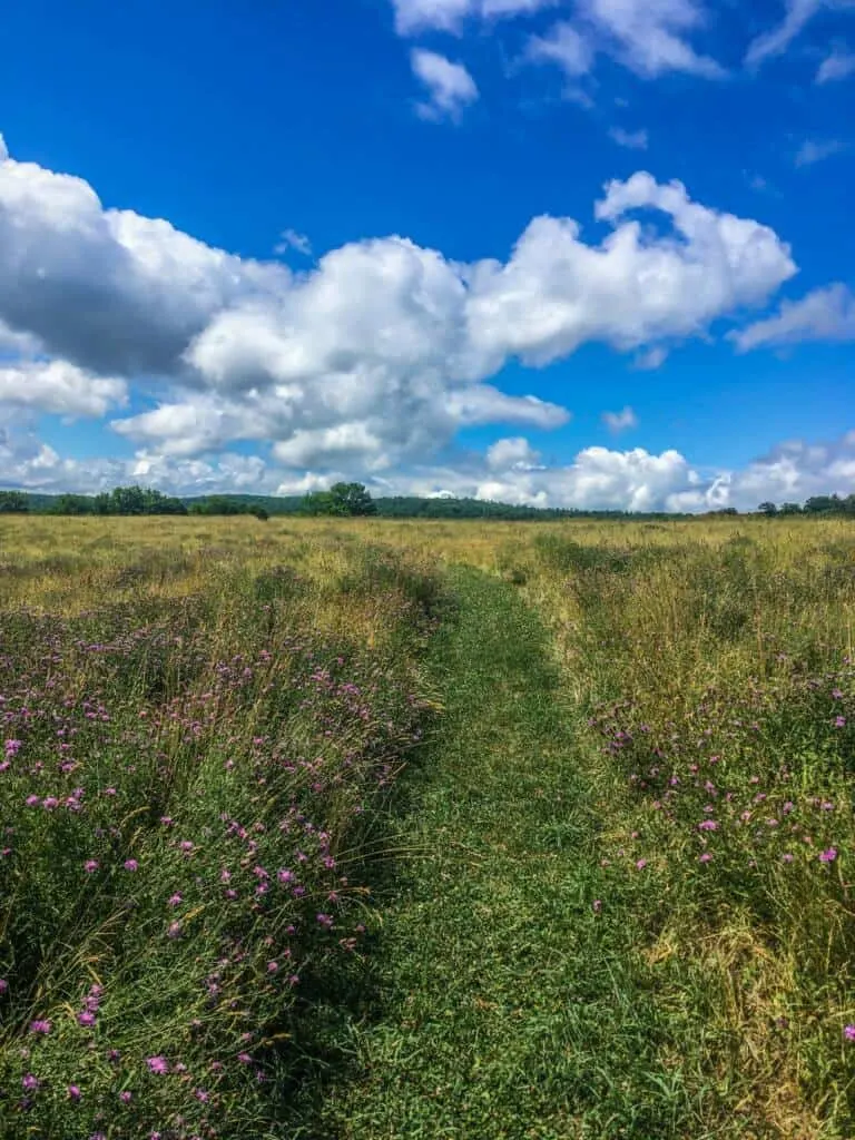 The meadow path in Taconic Mountains Ramble State Park