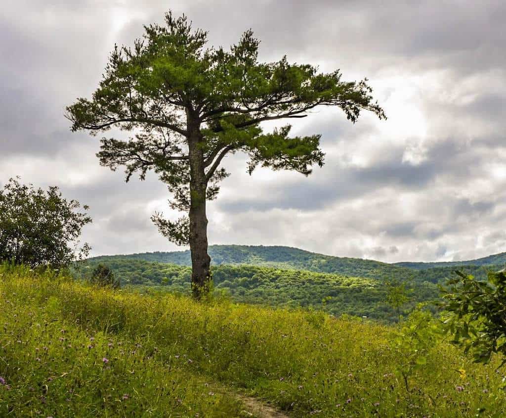 a lonely pine tree on the edge of a meadow in Taconic Mountains Ramble State Park in Vermont