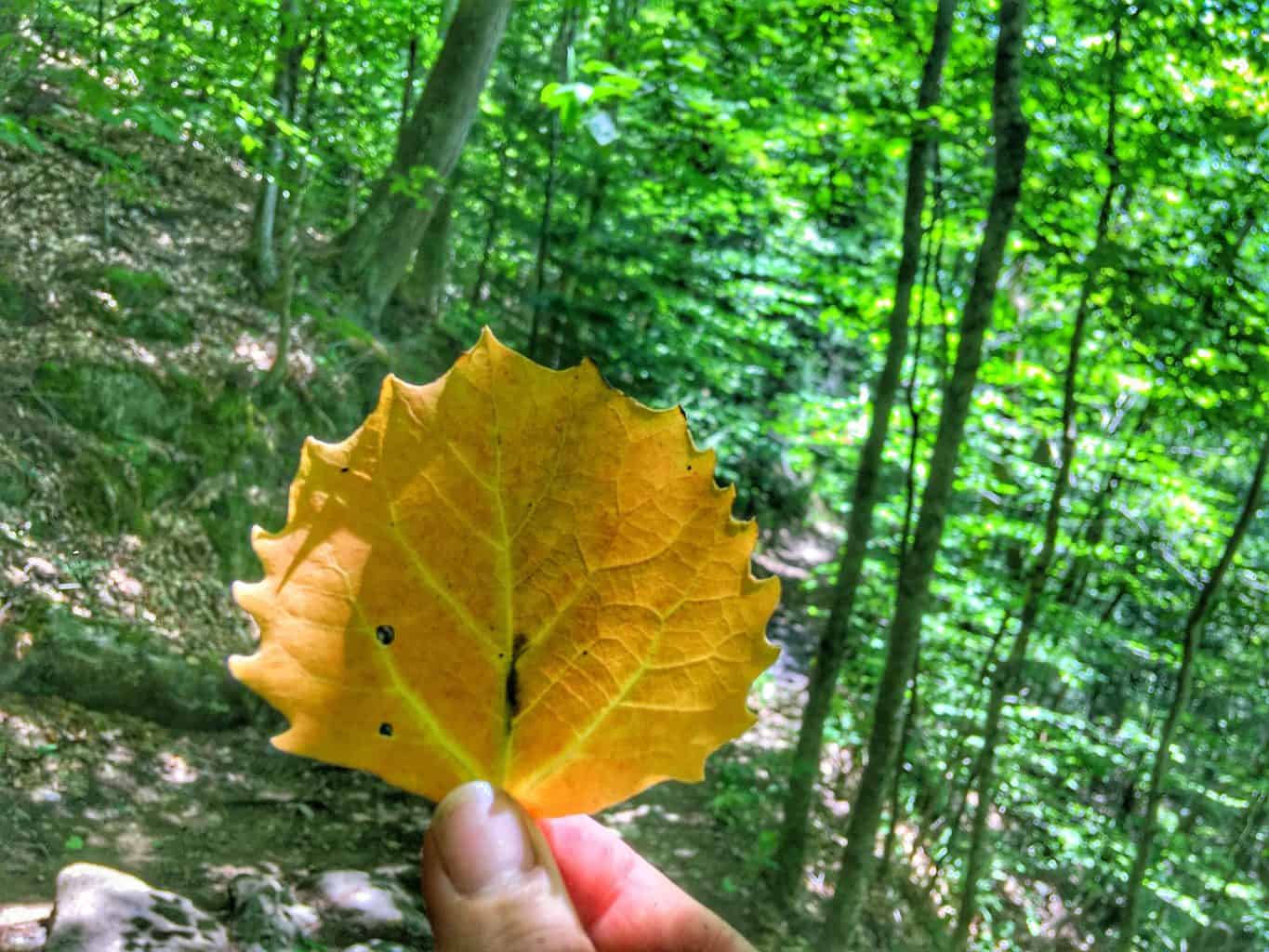 A close up of a fall leaf with green woods in the background