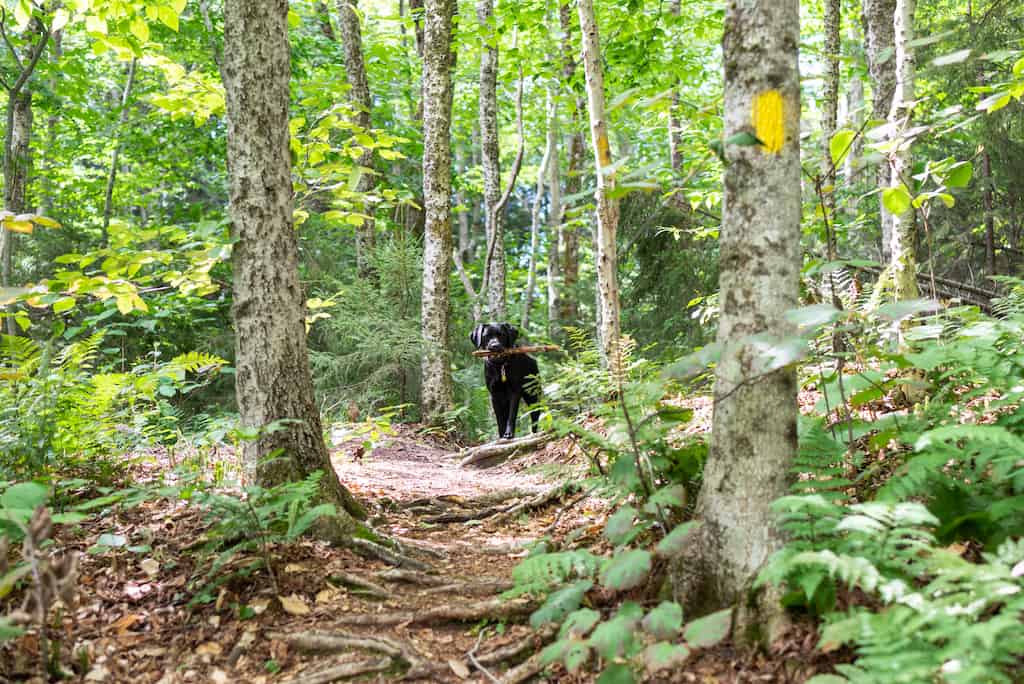 A black lab stands in the woods holding a stick. She is looking at the camera.